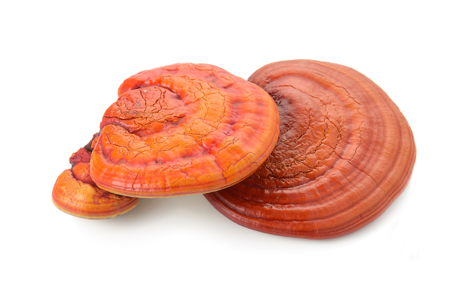 Reishi mushroom (เห็ดหลินจือแดง)