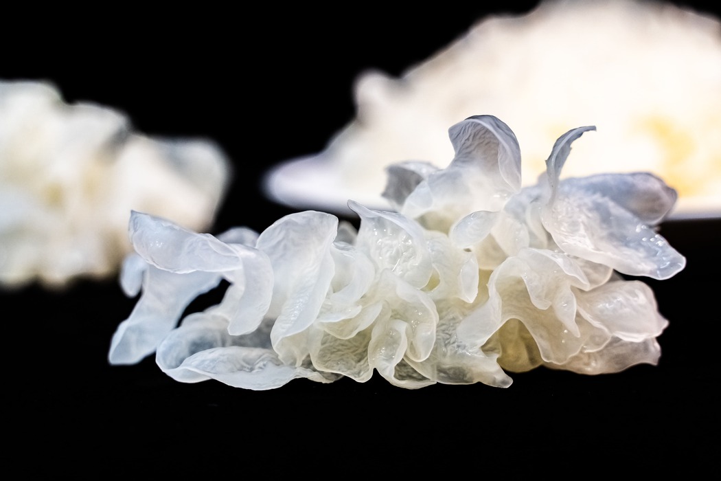 Tremella mushroom